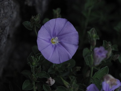 Convolvulus sabatius sabatius