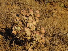 Crassula arborescens
