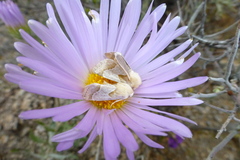 Schinia ligeae