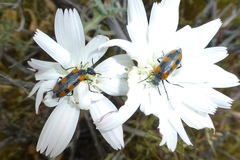 Eupompha elegans