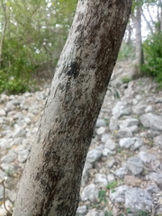 Diospyros anisandra