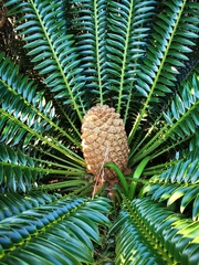 Encephalartos natalensis
