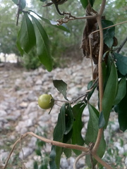 Diospyros anisandra