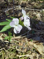 Cardamine altaica