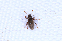 Polydrusus marginatus