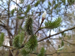 Salix