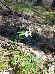 Cardamine altaica
