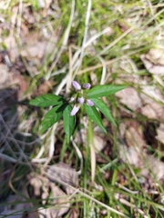 Cardamine altaica