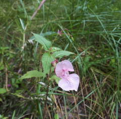 Impatiens glandulifera