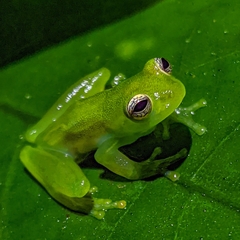 Teratohyla spinosa