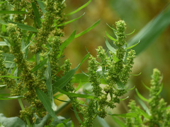 Rumex trisetifer