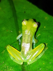 Teratohyla spinosa