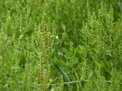 Rumex trisetifer