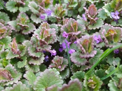 Glechoma hederacea