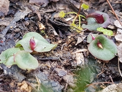 Corybas undulatus