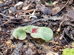 Corybas undulatus
