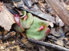 Corybas undulatus