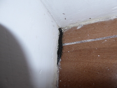 Otostigmus silvestrii