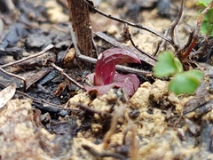 Corybas undulatus