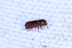 Xylocleptes bispinus