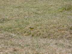 Motacilla flava beema