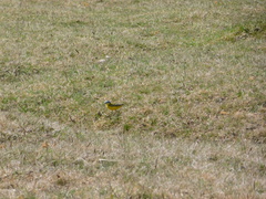 Motacilla flava beema