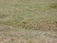 Motacilla flava beema