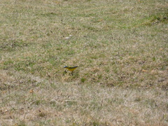 Motacilla flava beema