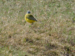 Motacilla flava beema