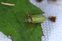 Polydrusus pterygomalis