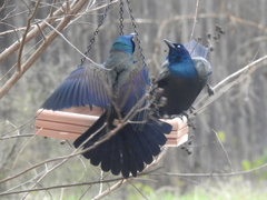 Quiscalus quiscula versicolor