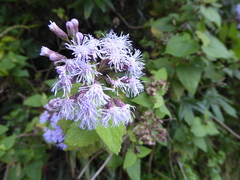 Aristeguietia lamiifolia