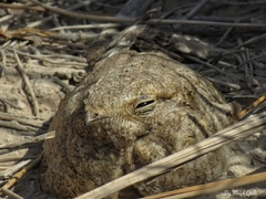 Caprimulgus aegyptius
