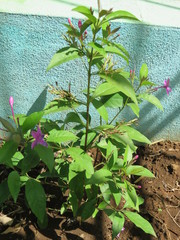 Pseuderanthemum laxiflorum