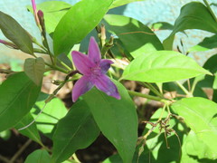 Pseuderanthemum laxiflorum