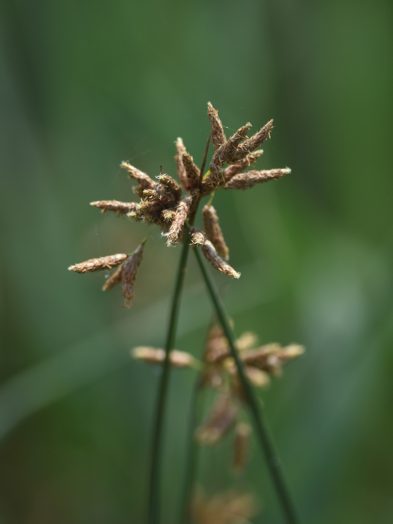 Schoenoplectus subulatus (Schoenoplectus subulatus)