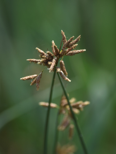 bulrush (Schoenoplectus subulatus)