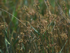 Schoenoplectus subulatus