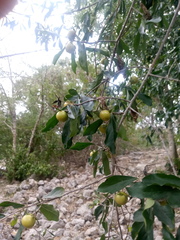Diospyros anisandra