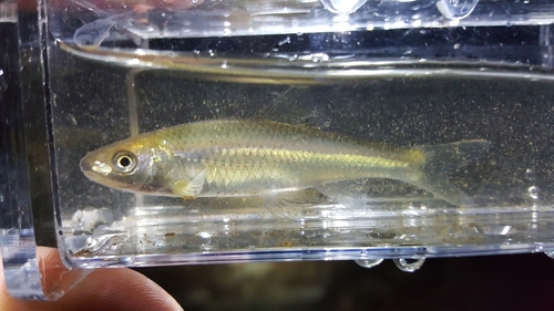 Whitefin shiner (Cyprinella nivea) — Cyprinidae — 3