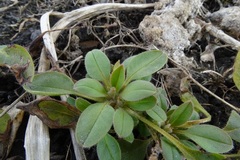 Myosotis sparsiflora