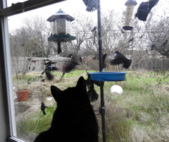 Quiscalus quiscula versicolor