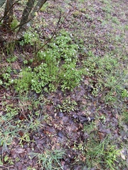 Anemonoides nemorosa