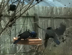 Quiscalus quiscula versicolor