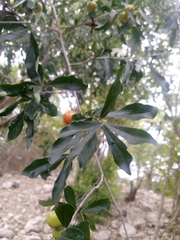 Diospyros anisandra