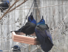 Quiscalus quiscula versicolor