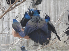 Quiscalus quiscula versicolor