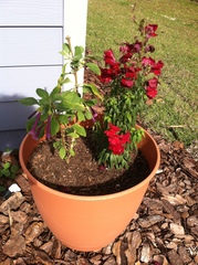 Antirrhinum majus