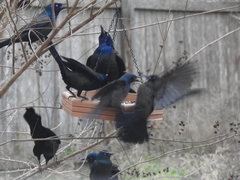 Quiscalus quiscula versicolor