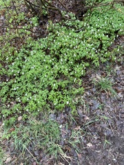 Anemonoides nemorosa